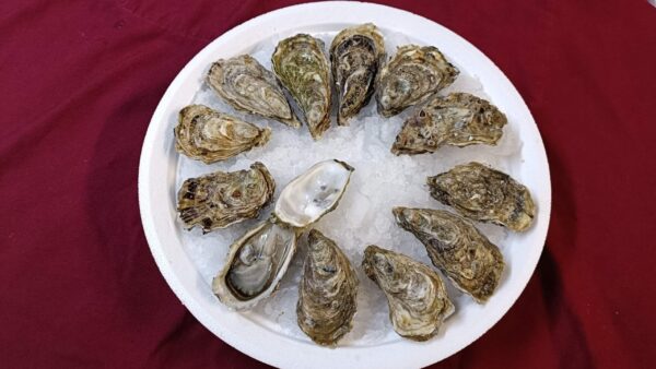 12 huitres OUVERTES  normandes n°3   (sans CONDIMENTS ET  accompagnement )