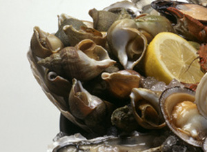 bulot sur plateau de fruits de mer