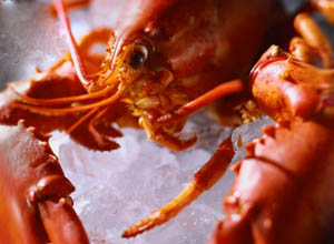 Homard sur glace pilée